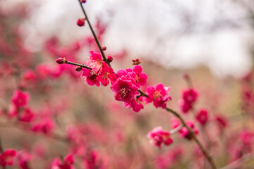 Blooming plum garden Natural spring background. japan