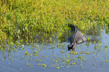 Yacare caiman swims over the water in The Provincial Park Ibera, Argentina