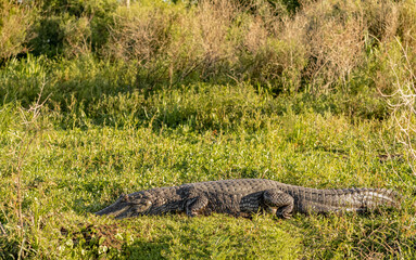 Big yacare caiman rests on the grass in the Ibera Wetlands, Argentina