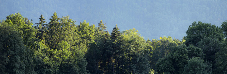 Forest Trees