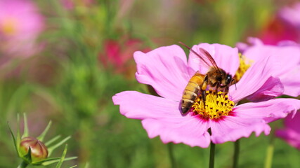 Bumblebee and pink flowers. A bee sucks the nectar from a beautiful fuchsia cosmos flower on a blurred green outdoor nature background with copy space. spot focus