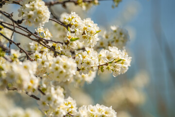 White flowers on apple tree. Blooming apple tree in spring. 