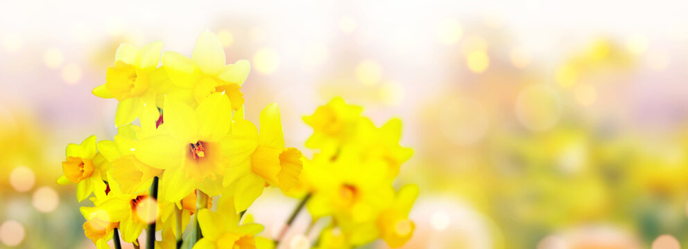Flower bed with yellow daffodil flowers blooming in the spring
