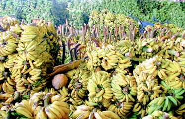 Bananas at market in Brazil. Piles of ripe and green bananas in the public market of Manaus, Amazonas, Brazil   