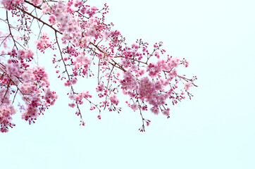 八重紅桜