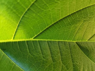 green leaf texture