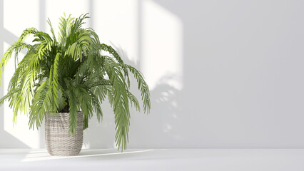 Tropical giant wood fern house plants casting shadow on clean outdoor white wall. 3D render for nature backdrop, blank wall background banner, sun and shadow, interior and garden design decoration.