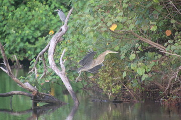 a bird sitting on a branch in a body of water
