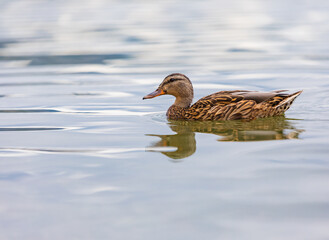 Duck in the park on the lake or river. Nature wildlife mallard duck