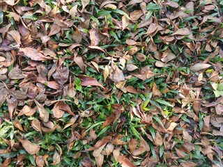 leaves background