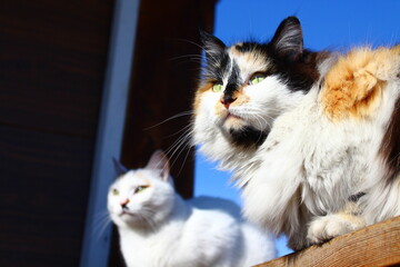 Two cats outdoors 