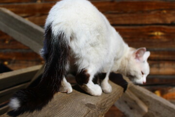 Naklejka na ściany i meble White cat with black tail walking outdoors