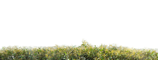 green bush vertical isolated on white