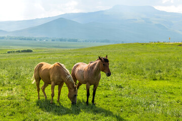 Fototapeta na wymiar Mountain Horses - A pair of horses grazing at green meadow of a mountain ranch on a sunny Summer evening. Crested Butte, Colorado, USA.
