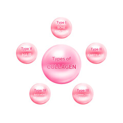 Type of collagen. The five most common types of collagen protein. Main protein created connective tissues, cartilages, bones, nails, skin and hair. Medical and science concept. Vector EPS10.