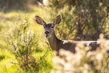 California Mule Deer (Odocoileus hemionus californicus) chewing grass. Beautiful deer in its natural habitat.