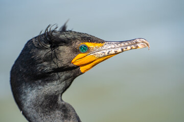 Portrait of double-crested cormorant (phalacrocorax auritus). Wildlife photography.