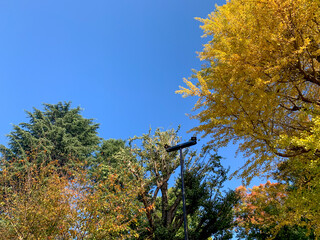 上野公園、秋