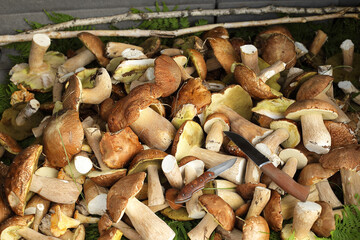 Mushroom. White mushrooms in the trunk of a car,