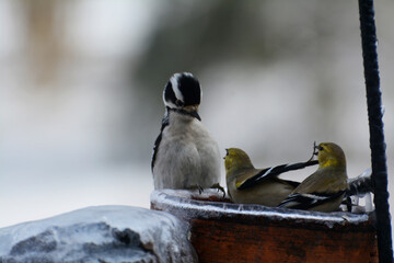 Downey Woodpecker rebuff