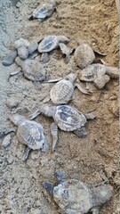 Baby Turtles Hatching
