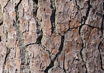 large tree bark detail