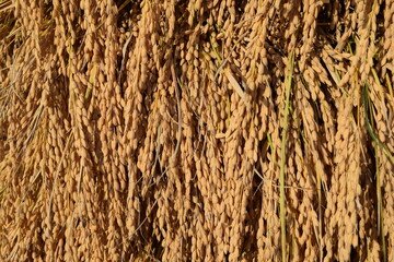 稲穂の自然乾燥 天日干し