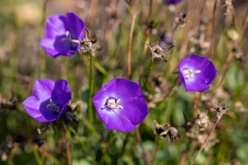 Lilac-blue flowers of the Carpathian bell (lat. Campanula carpatica) close-up