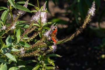 Butterfly peacock eye on the inflorescence of pink veronicastrum virginian (lat. Veronicastrum virginicum)