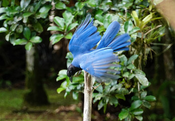 Gralha azul, ave símbolo do estado do Parana, Brasil
