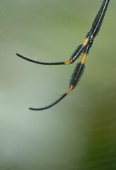 Pernas da aranha Trichonephila clavipes,