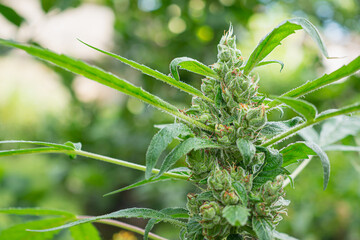 Close-up of a marijuana buds flower in outdoors farm