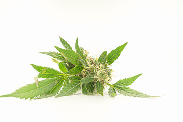 Close-up of a marijuana buds flower on a white background