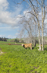 cow near the trees in early spring