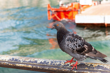 beautiful dove sitting on a railing
