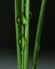 Fresh spring grass with a drop of dew on a dark background