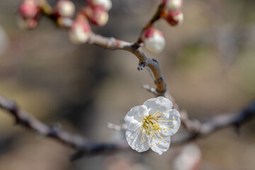 白梅　雪月花