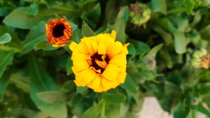 Spring blooming pot marigold flower