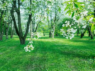 Fototapeta na wymiar blooming cherry tree branch against green park background. orchard landscape at early spring.