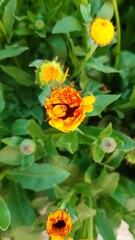 Spring blooming marigold flower 