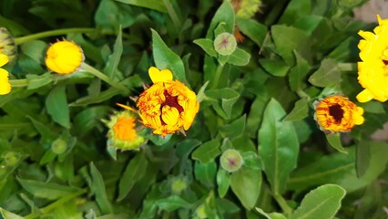 Spring blooming marigold flower 