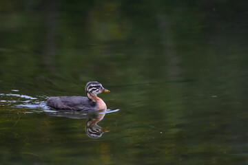 A red-necked grebe (Podiceps grisegena) chick swims with its reflection on an Alaska lake.