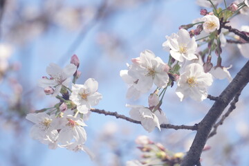 桜