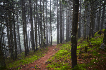 Obraz premium Beautiful ukrainian nature. Small trail in old pine forest. Carpathian Mountains, Gorgany, Ukraine