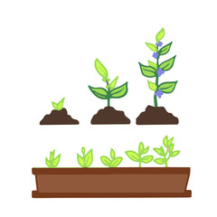 vector illustration young seedling plant sprouts 