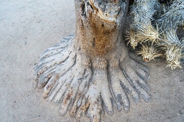 Barren Desert Plant Root Resembling multi finger foot. Scenic Barker Dam Hiking Trail in Joshua Tree National Park, California USA