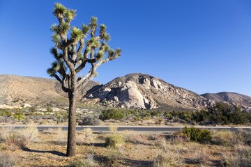 Joshua Tree and Distant Ryan Mountain Peak in Background, Scenic Sonoran High Desert Landscape on a Sunny Winter Day in National Park California USA