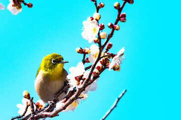 風土記の丘のメジロ