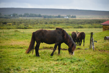 Obraz premium Icelandic horses grazing on a farm near Laugarvatn, Iceland