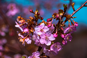 豊前の河津桜